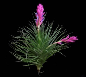 Tillandsia stricta