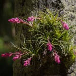 Tillandsia stricta