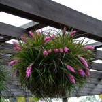 Tillandsia stricta