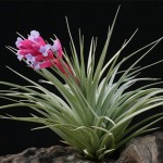 Tillandsia stricta