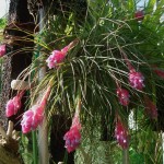 Tillandsia stricta