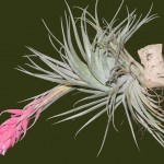 Tillandsia stricta