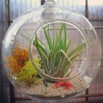 Tillandsia stricta