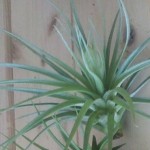 Tillandsia stricta hard leaf