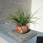Tillandsia stricta soft leaf Tillandsia stricta soft leaf