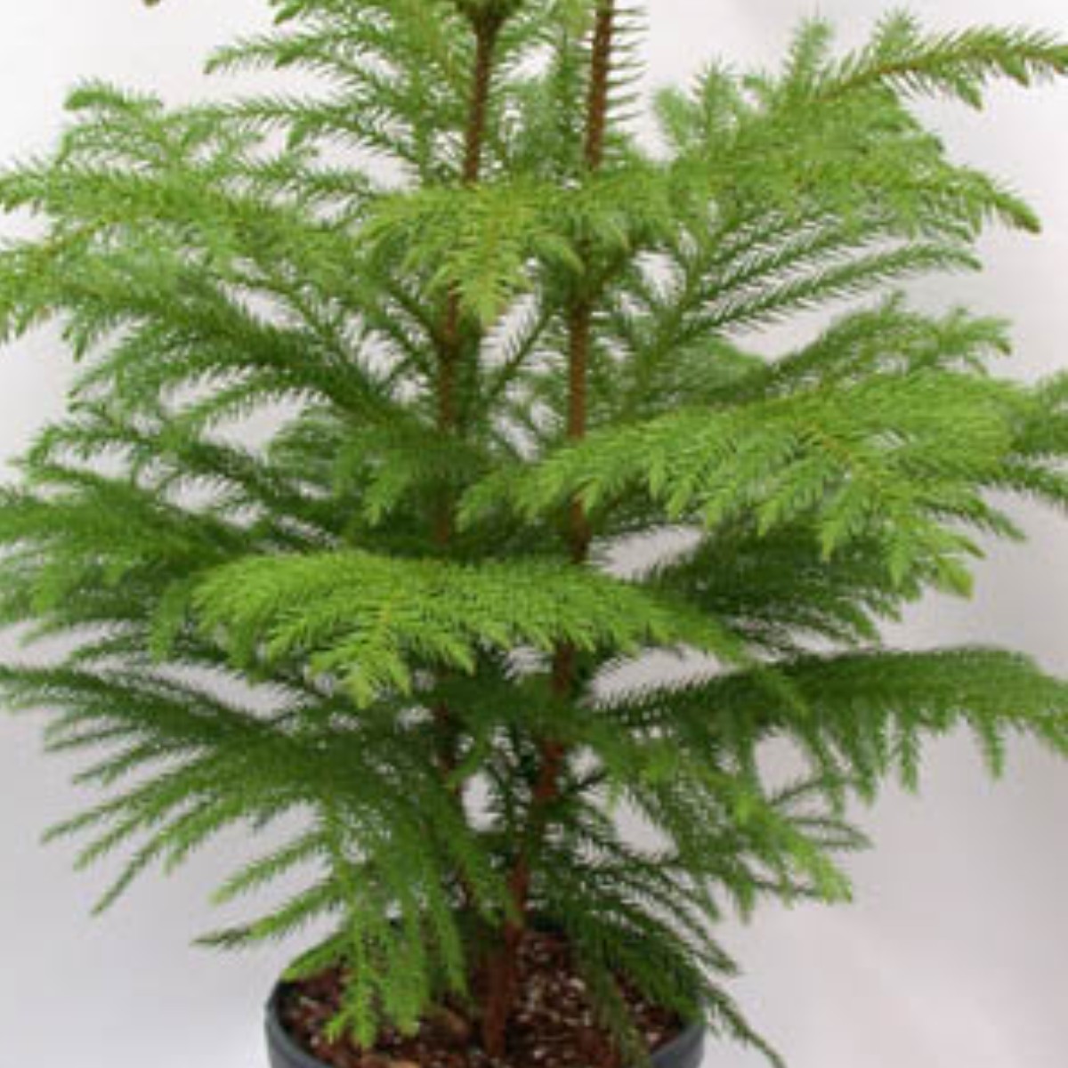Araucaria Heterophylla Araucaria Heterophylla