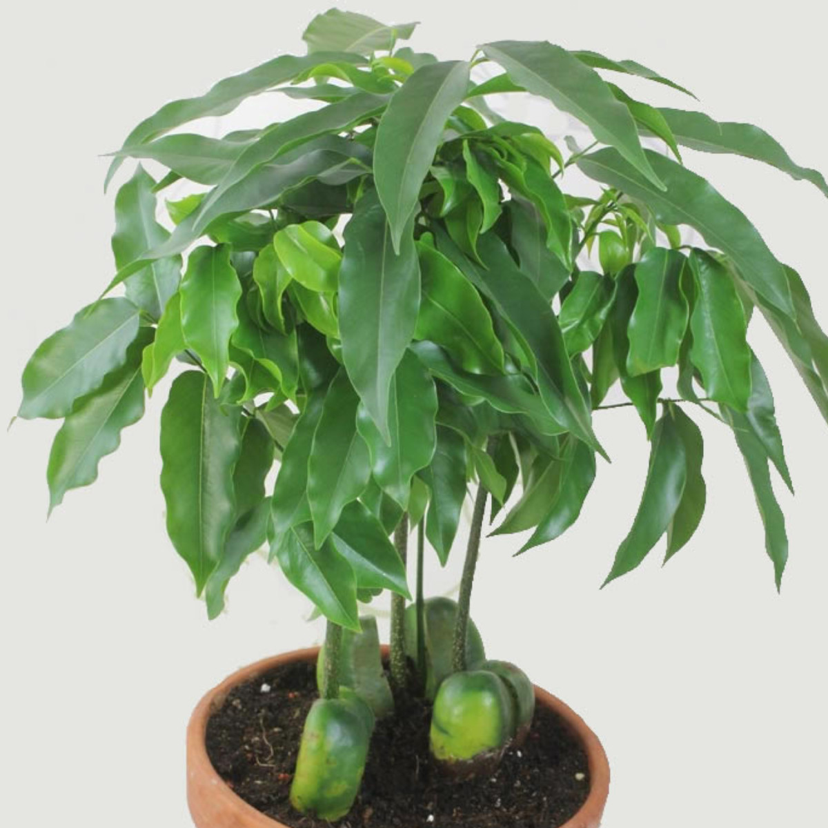 Castanospermum Australe