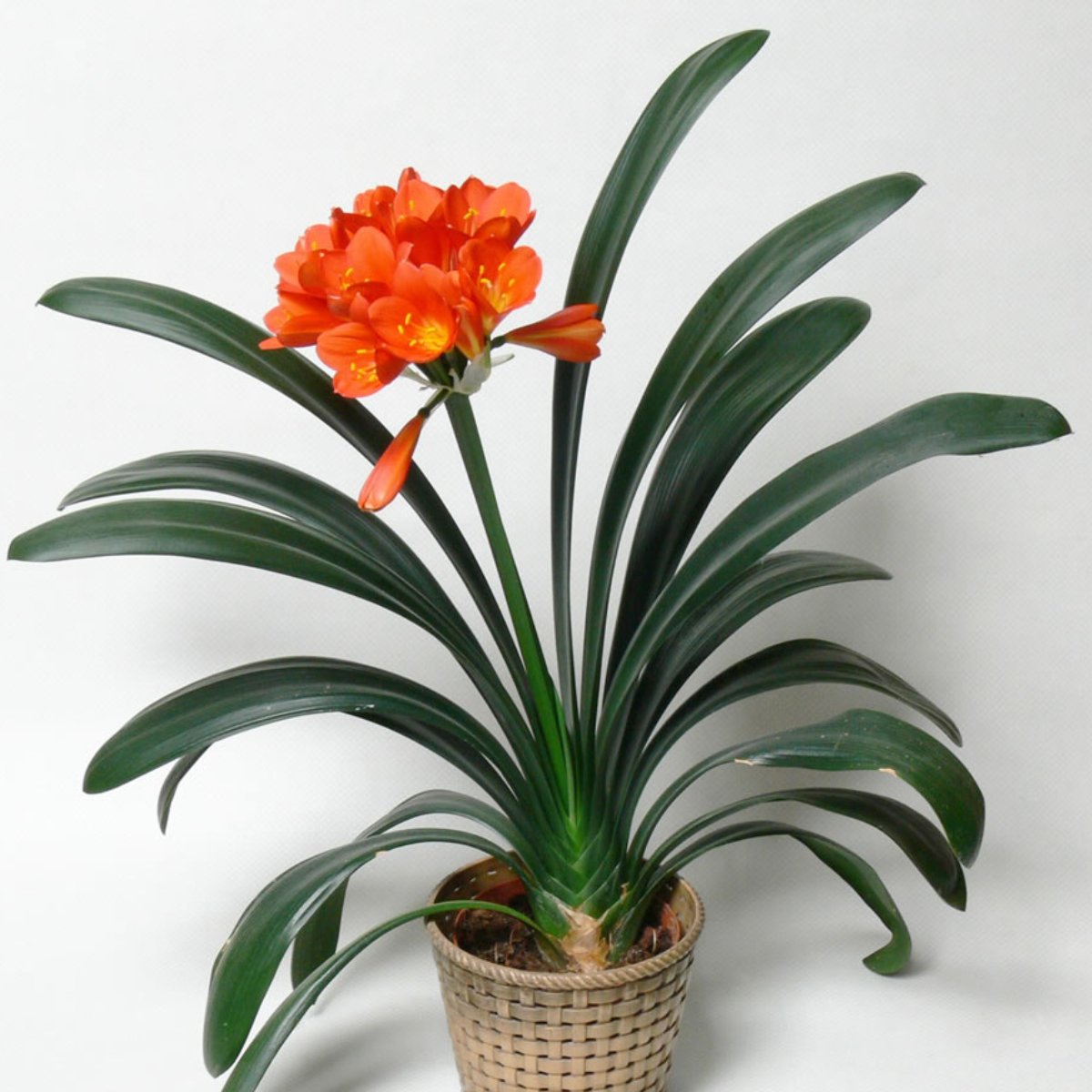 YEGAOL Garden 20Pcs Kaffir Lily Seeds Clivia Miniata Natal
