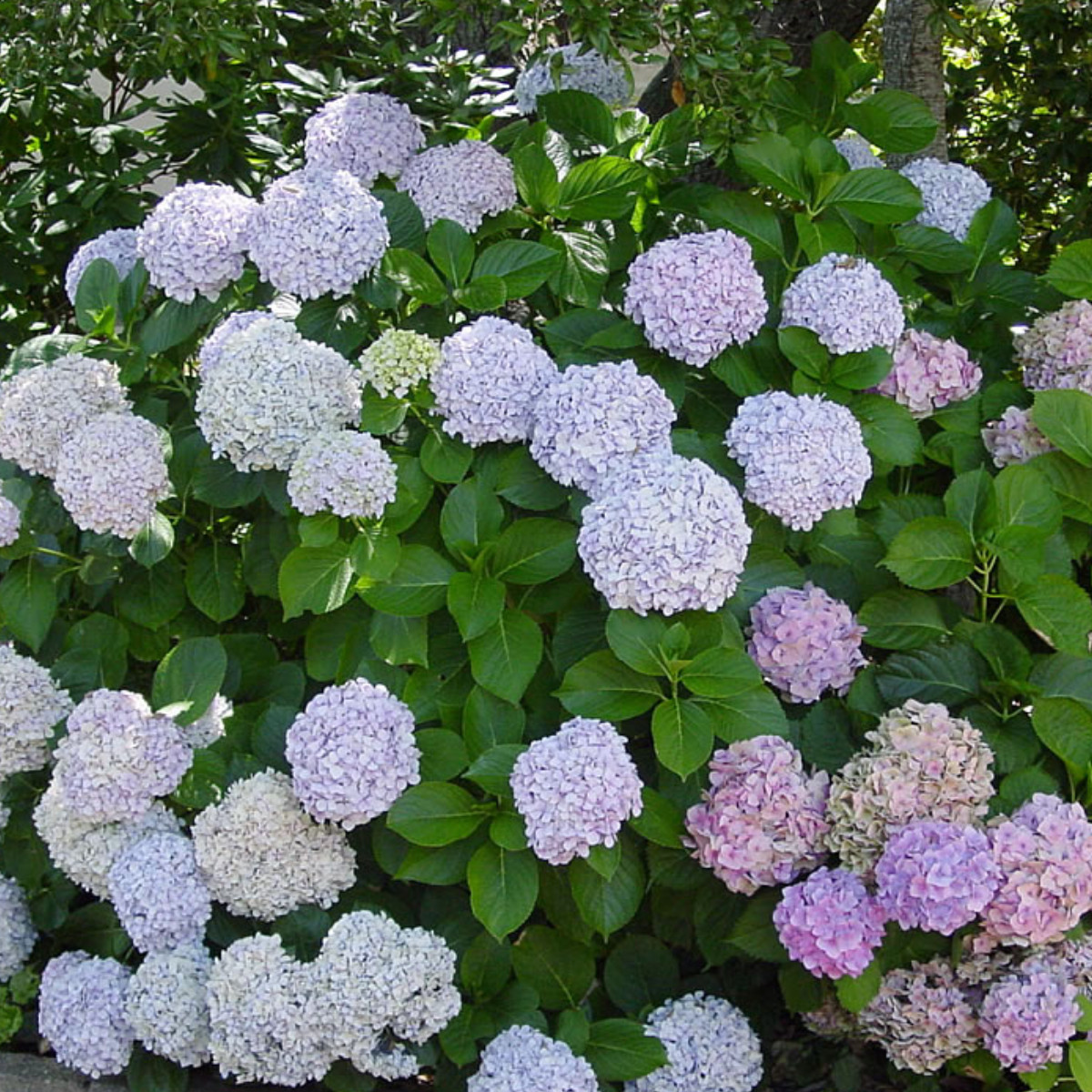 Image of Bigleaf Hydrangea (Hydrangea macrophylla) for sun