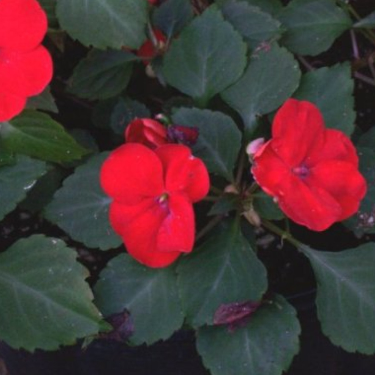 Impatiens Walleriana Leaves
