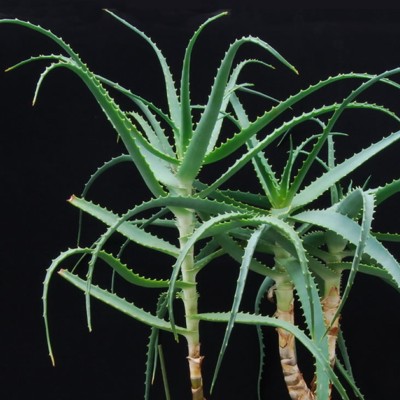 Aloe arborescens