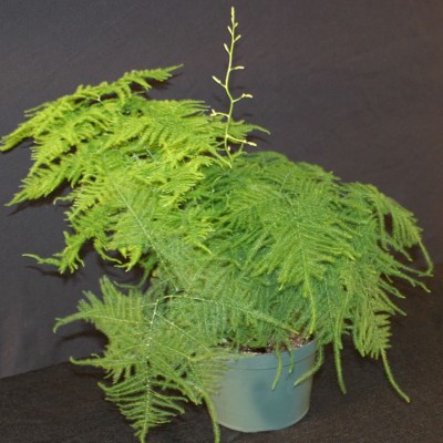 Asparagus setaceus - Lace Fern in trouble😓 : r/plantclinic