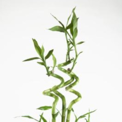 dracena nega Dracaena 'Magenta'
