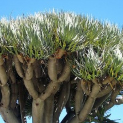 Dracaena draco