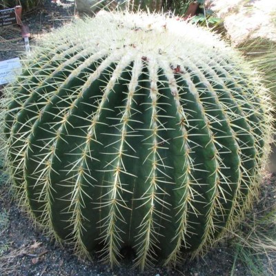 Echinocactus grusonii
