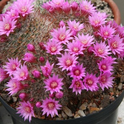 Mammillaria zeilmanniana