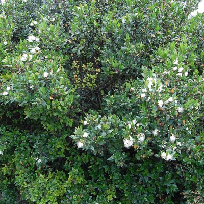 Myrtus communis