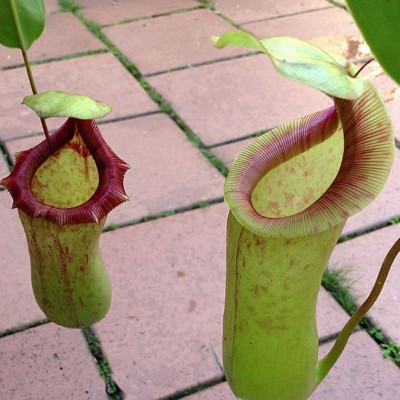 Nepenthes truncata×ventricosa nepenthes-ventricosa-x-