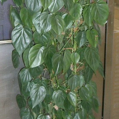 Philodendron hederaceum