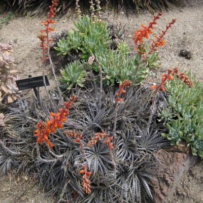 DBディッキア Dyckia fosteriana x platyphylla plants_rescue_31.jpg