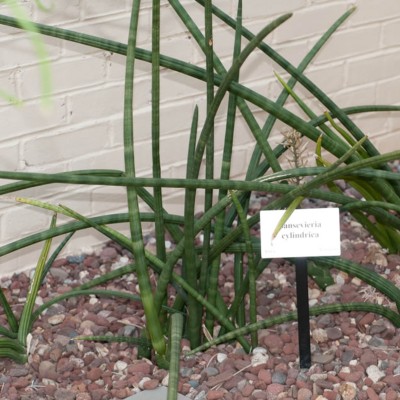 Sansevieria cylindrica