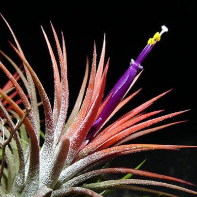 tillandsia-ionantha.jpg