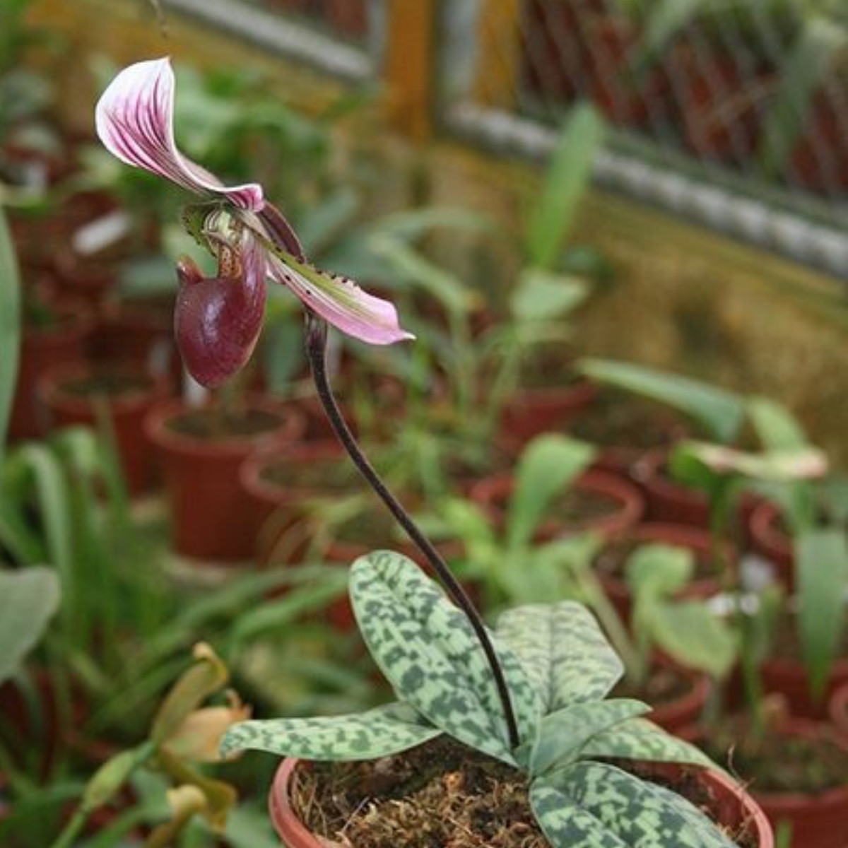 Buy Cypripedium Online In India - Etsy India