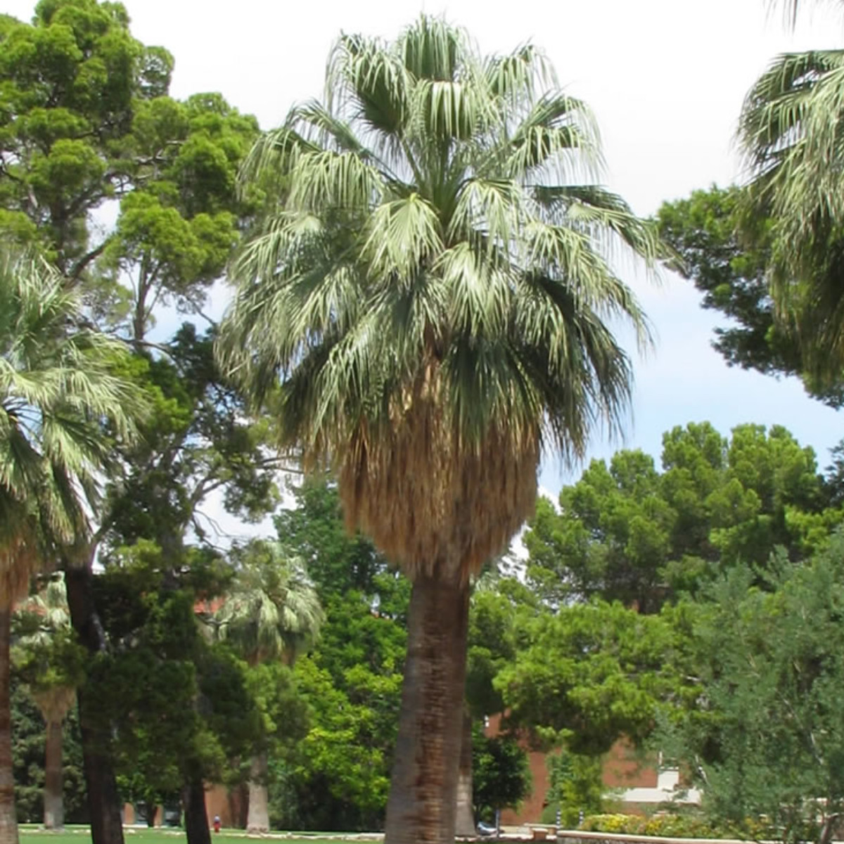 Washingtonia filifera