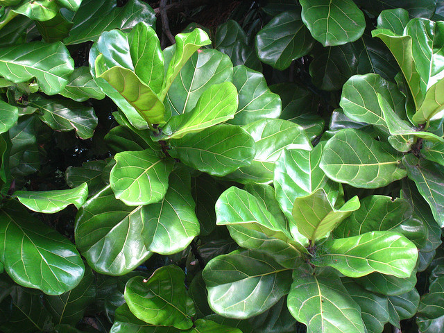 Plants & Flowers » Ficus pandurata