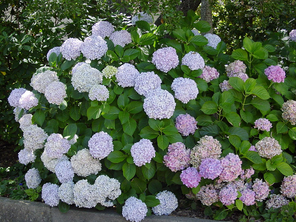 hydrangea macrophylla ortensia hortensis ortensie hydrangeas hortenzija curare hortênsia pruning sadnice sjeme bilje ukrasno prendersi dell pianta bianche wearefound propagação